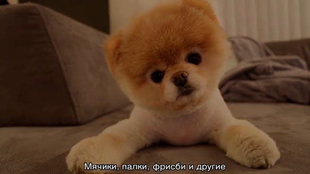 Померанский шпиц медвежьего типа (мини-мишка) смотреть онлайн