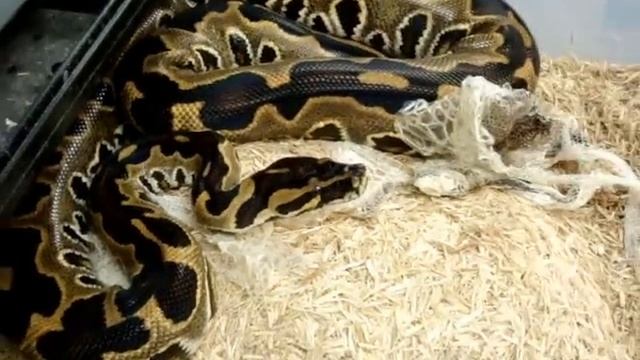 The BurmBall Burmese x Ball python Hybrid смотреть онлайн