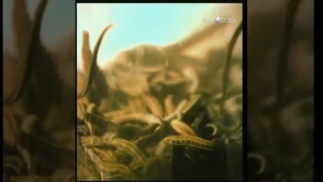 Сфинкс смотреть онлайн