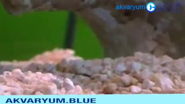 Six Line Wrasse - Pseudocheilinus Hexataenia - Altı Çizgili Lapin