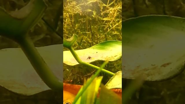 wrigglers 1 смотреть онлайн