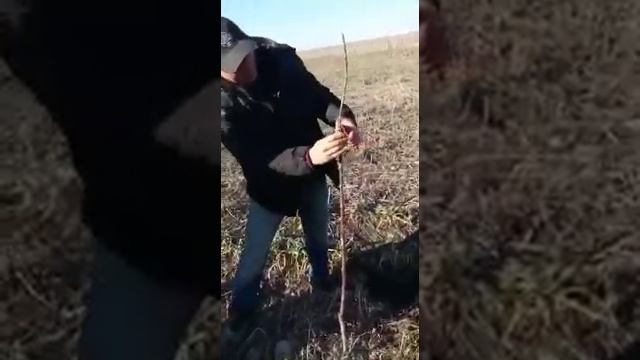 Черешня Кордия обрезка Мастер класс смотреть онлайн