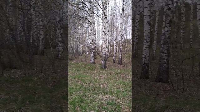 Красивые берёзки рядом с рекой Клязьма в Подмосковье смотреть онлайн