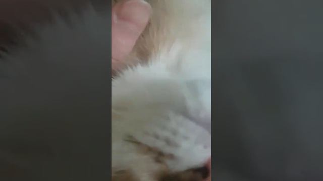 Сладкий сон😴🥱😻 смотреть онлайн