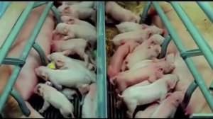 Видео, которое поможет тебе стать вегетарианцем