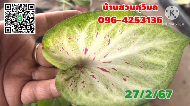 ❤️😊ทั้งลด ทั้งแถม 49.- ทั้งคลิป 10 แถม 1 (เฉพาะคลิปนี้) смотреть онлайн