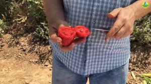 ТОМАТ ДИНО F1 - ТВЕРДЫЙ, СОЧНЫЙ, ВКУСНЫЙ, СЛИВОВИДНЫЙ ПОМИДОР