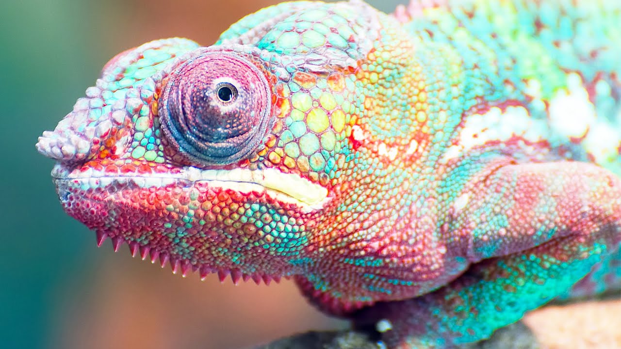 ИНТЕРЕСНЫЕ ФАКТЫ ПРО ХАМЕЛЕОНА смотреть онлайн