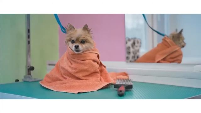Стрижка собак и кошек Groom смотреть онлайн
