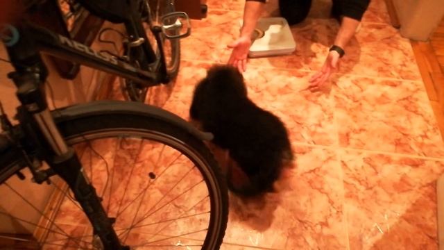 Смешное взвешивание щенка немецкой овчарки :)) смотреть онлайн