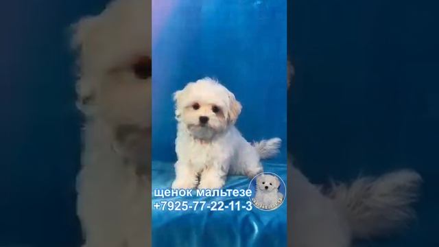 Мальтезе мини мальчик с ресничками смотреть онлайн