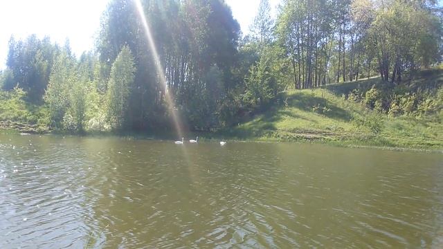 Лебеди на Телецком озере (Трубчевск, 20 мая 2019 г.) смотреть онлайн