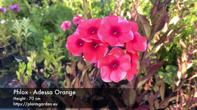 Phlox - Adessa Orange 4K смотреть онлайн