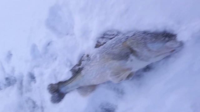 СУДАКИ ОБОЖАЮТ ЭТИ БАЛАНСИРЫ смотреть онлайн