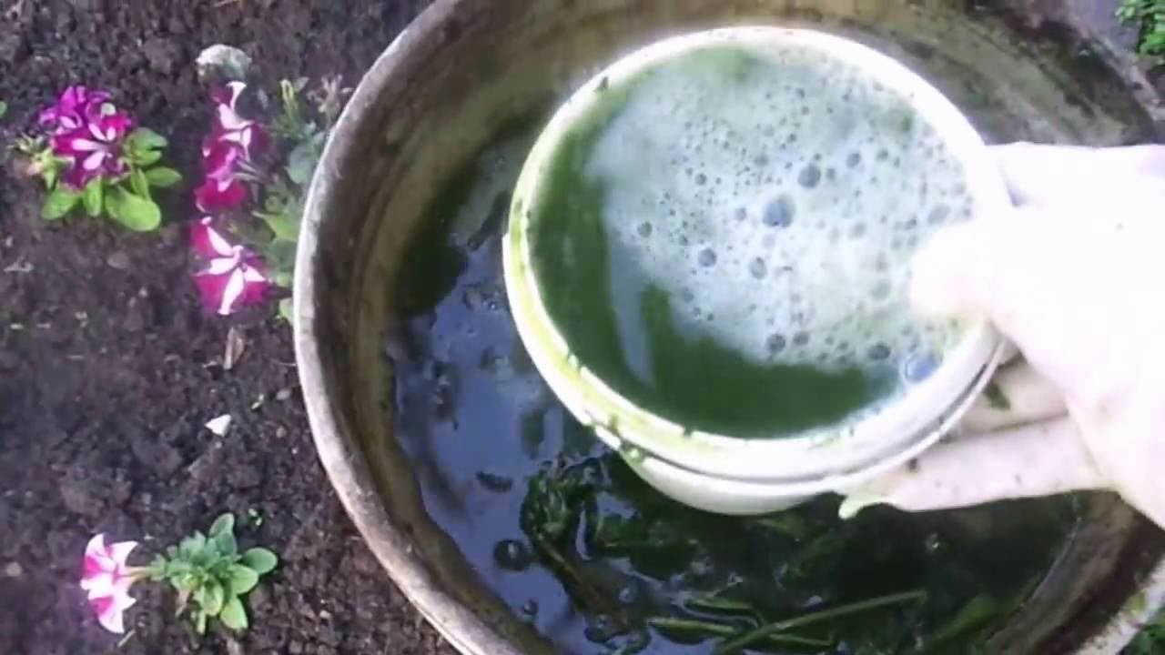 Огурцы - Подкормка в Теплице и Открытом Грунте Зеленым Удобрением из Крапивы. смотреть онлайн