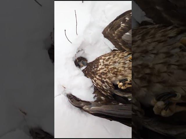 орлан смотреть онлайн