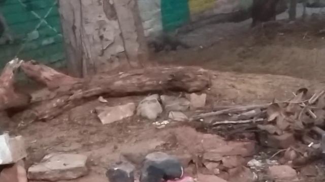 Травмированный котик не приручается и не умеет мяукать. Кормлю его 3 месяца, он боится меня. смотреть онлайн