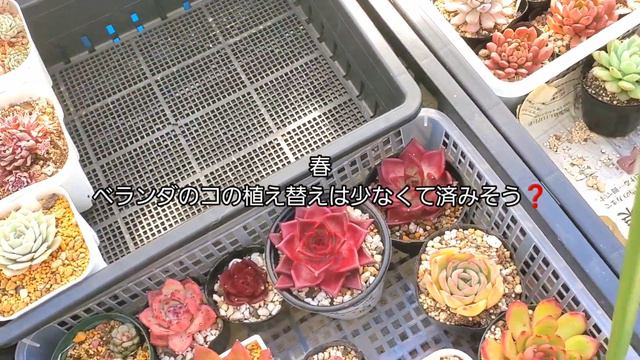 【春の準備】見てチェックするの。【nana succulent life vlog】多肉植物 смотреть онлайн