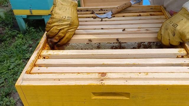 Результат. Рамка 300 или магазинная 145. Часть 2. Формирование слабой семьи на взяток. смотреть онлайн