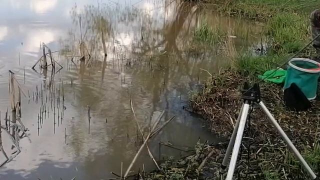 Рыбалка в мае, ловля Плотвы на пикер. смотреть онлайн