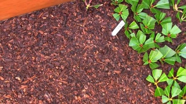 How to Propagate Rhododendrons with a Nearing Frame; Taking Cuttings in the Hoop House