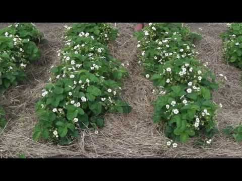 МУЛЬЧИРОВАНИЕ КЛУБНИКИ УХОД ЗА КЛУБНИКОЙ ВО ВРЕМЯ ЦВЕТЕНИЯ И ПЛОДОНОШЕНИЯ смотреть онлайн