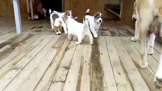 Щенки среднеазиатской овчарки - алабая купить. смотреть онлайн