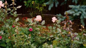 Видео обзор розы  Гроссгерцогин Луиза - (Чайно гибридная)  Grossherzogin Luise (Kordes' Söhne 2017)