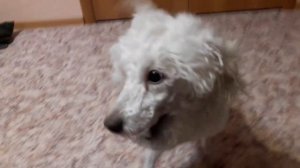 Особенности породы малый пудель | Плюсы | Самые преданные и умные собаки