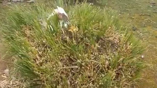 гусыни высиживают яйца смотреть онлайн