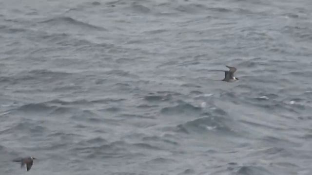 Длиннохвостый поморник - Stercorarius longicaudus.mp4 смотреть онлайн