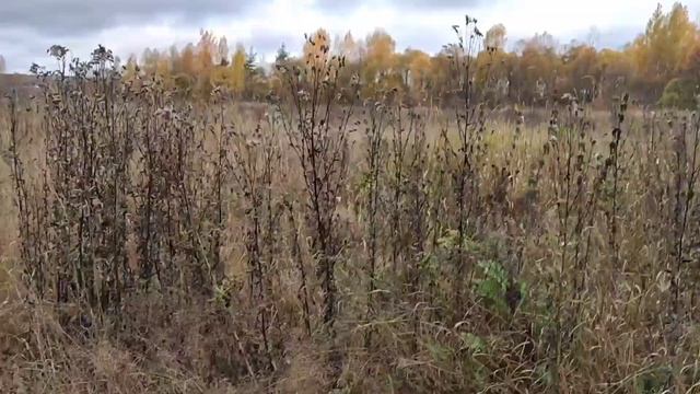 10.10.22 Работы в саду в октябре.Сажаем Маньчжурский орех. смотреть онлайн