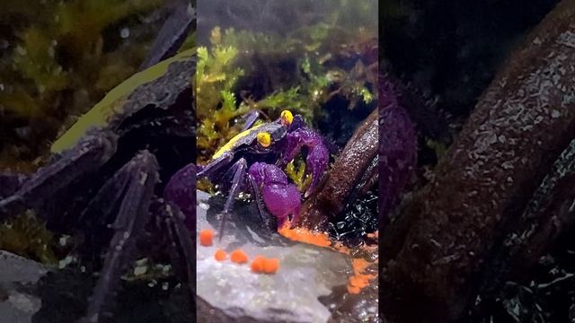 Забавный домашний крабик видео