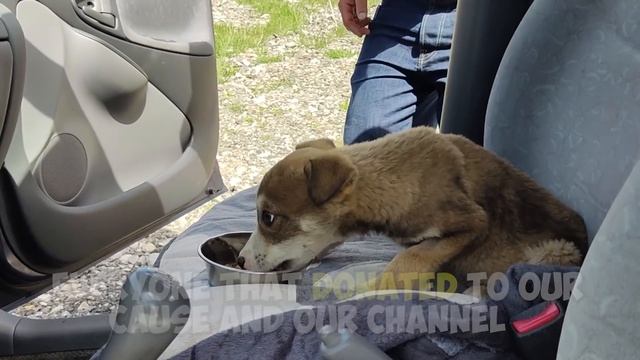 Abandoned Puppy Was Crying For Help In A Deserted Coal Mine Until This Happened