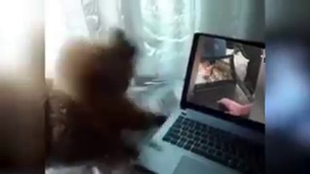 Панин, реакция собак на его видео........... смотреть онлайн