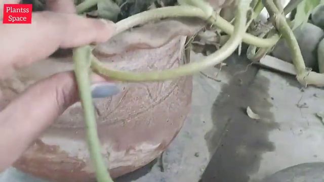 529:- Syngonium Plant In Beautiful Shape / खूबसूरत आकार में सिंगोनियम का पौधा / Arrowhead Plant смотреть онлайн