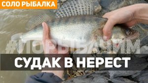 Судак весной на джиг. Ловля судака с берега