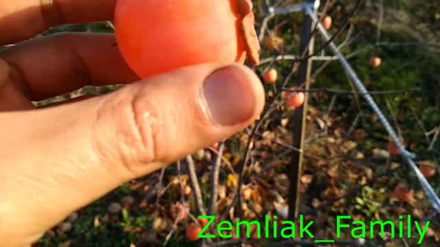 Хурма(persimmon) итоги 2019г.