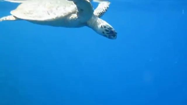 снорк с чери в Брайке смотреть онлайн