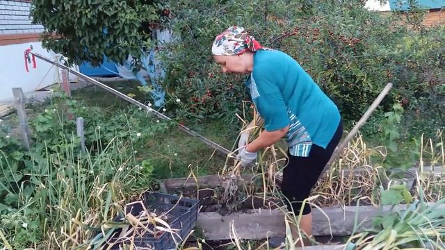 Когда и как нужно выкапывать озимый чеснок смотреть онлайн