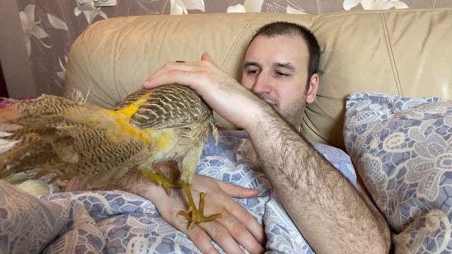 РУЧНОЙ ФАЗАН ?