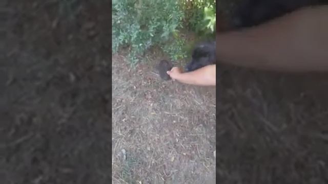 Знакомство с ёжиком смотреть онлайн