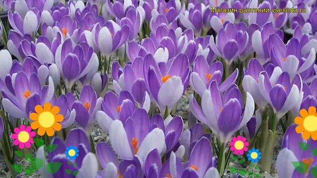 Крокус крупноцветковый Вангард. Краткий обзор, описание характеристик, где купить луковицы Vanguard смотреть онлайн