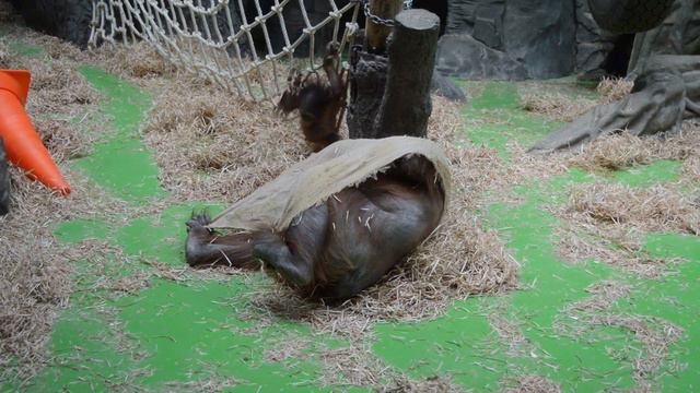 Вика в Московском зоопарке часть 3 смотреть онлайн