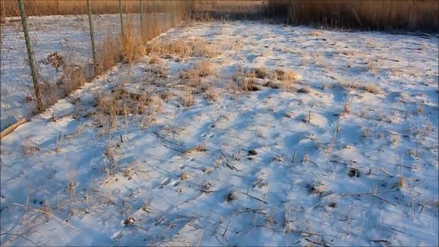 Зимняя прогулка - зайчьи следы смотреть онлайн