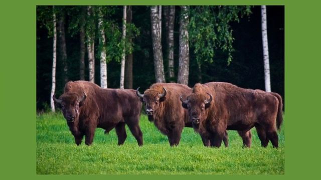 На «Форуме регионов Беларуси и России» продавали тушёнку из мяса беловежского зубра