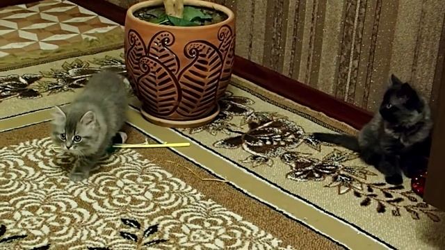 Сибирсие котята. 1 месяц 28 дней. смотреть онлайн