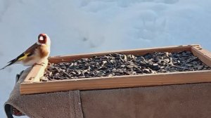 Щегол прилетел на кормушку