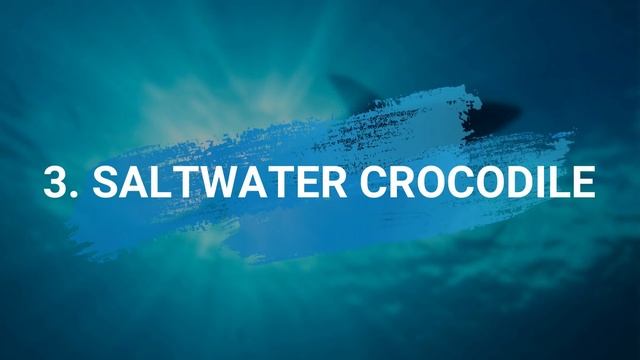 5 Animals That Could Defeat a Great White Shark смотреть онлайн