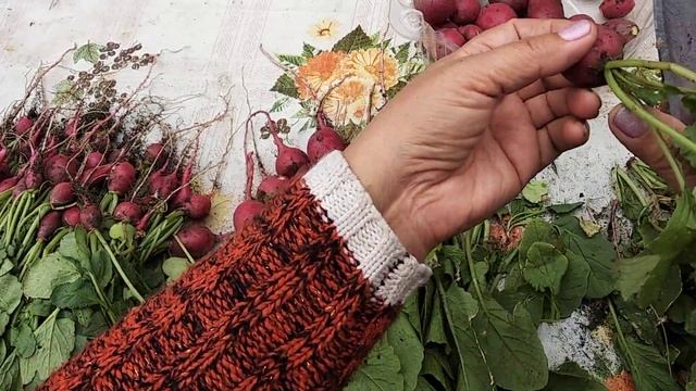 Обзор редиски ,сорт Илка. смотреть онлайн